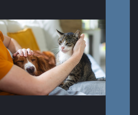 Pet Emergency Preparedness: How to Make an Emergency Plan for Your Pets