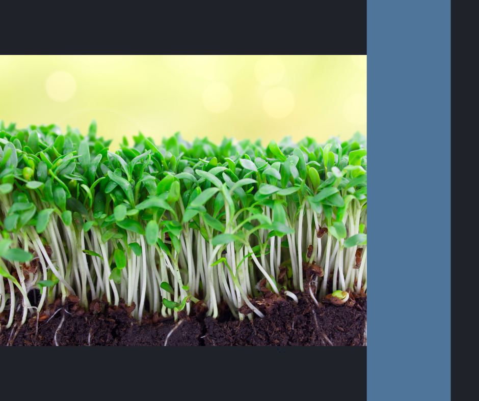 Growing Food Indoors: A Guide to Fresh, Homegrown Produce